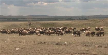 В Акмолинской области у скота зафиксировали вспышку бруцеллеза