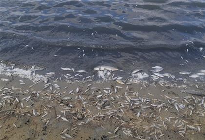 На озере в Боровом гибнет рыба
