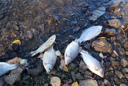 Замор рыбы в Бурабае: экологи выясняют причину