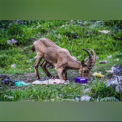 В Национальном парке Казахстана засняли, как горные козлы пасутся прямо среди мусора