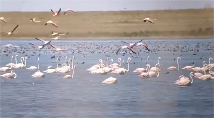 "Около 5 тыс. фламинго" - краснокнижные птицы попали на видео в Коргалжынском заповеднике