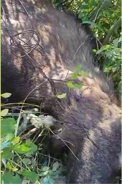 В Костанайской области спасли лося, который запутался в проволоке