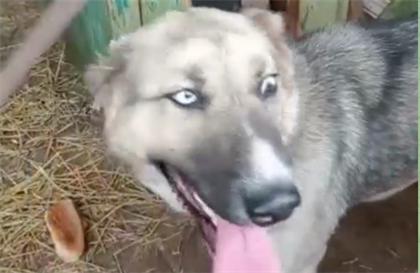 В Казнете появилось видео с собакой, с которой застукали усть-каменогорского зоофила