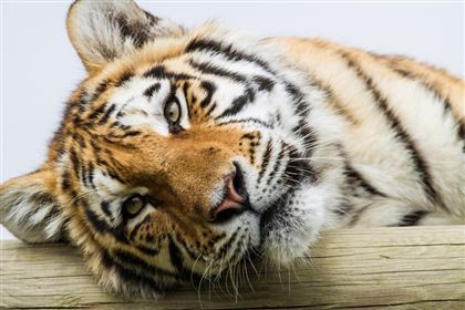 В 2025 году в дикую природу Казахстана выпустят амурского тигра