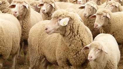 Более 120 овец сбил грузовой поезд в Алматинской области