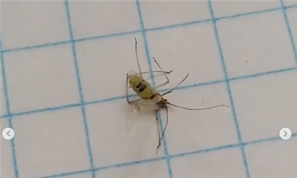 "Оцифрованные насекомые" - казахстанцы обсуждают видео с букашками, у которых есть числа на панцирях - видео