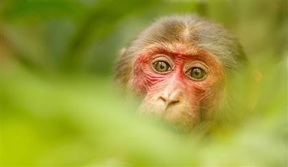 Первый случай оспы обезьян выявили в Украине