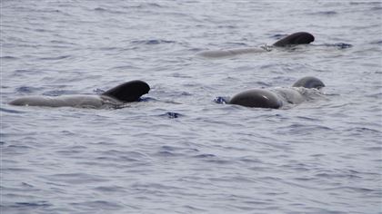 В Австралии на западном побережье выбросились 230 китов
