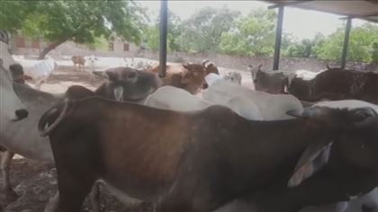 В Индии от нодулярного дерматита погибли 100 тысяч коров