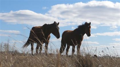 В Туркестанской области на лошадей повязали светоотражающие ленты