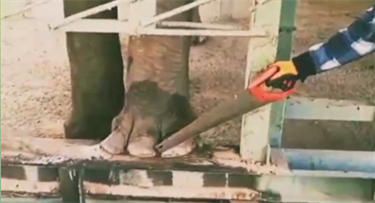 Как слонам в алматинском зоопарке делают педикюр пилами - видео