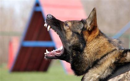 В Риддере мужчина натравил собаку на полицейских