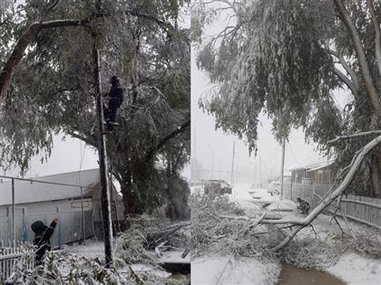 Деревья повалило из-за снега в Уральске