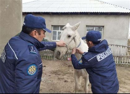 Cветоотражающие ленты повесили на домашних животных туркестанские полицейские