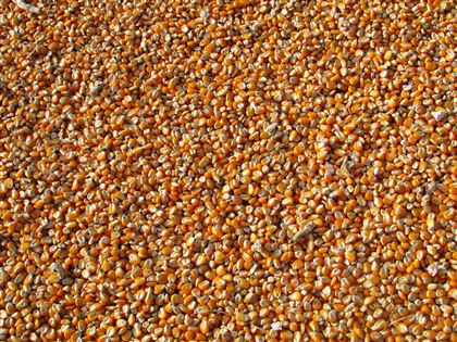Казахстан обвинили в блокировке экспорта российского зерна — СМИ