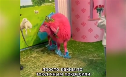 Алматинцев возмутила розовая живая овца в одном из торговых центров