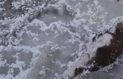 Табун лошадей вмерз в лед в Северо-Казахстанской области