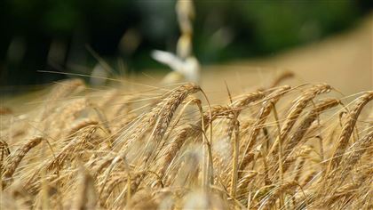 35 тонн зерна украли два сельчанина в Павлодарской области