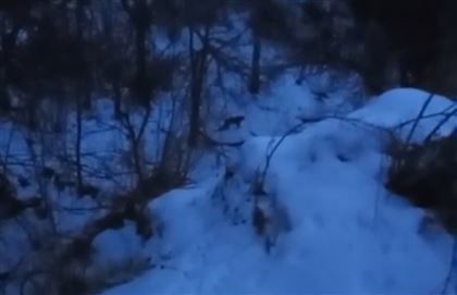 Снежного барса снова заметили в Иле-Алатауском национальном парке 