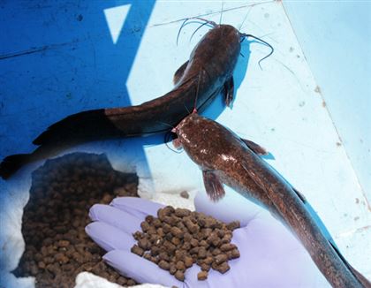 "Узбекистан круче": производителям рыбы в Казахстане выгоднее торговать кормом для собак