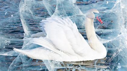Казахстанских чиновников не волнует, сколько погибло лебедей во льдах