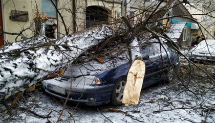 Алматинцев просят не оставлять машины под деревьями