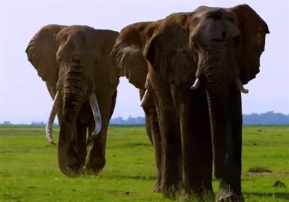 Вышел трейлер документального сериала «Тайны слонов» Джеймса Кэмерона
