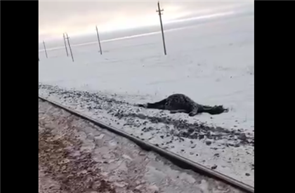 Шесть лошадей сбил пассажирский поезд в Улытауской области