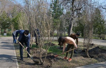 В Казахстане за два года высадили сотни миллионов деревьев: что с этим не так