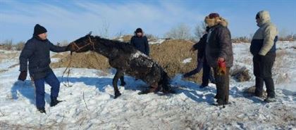 Полицейские Абайской области спасли лошадь, которая упала в яму