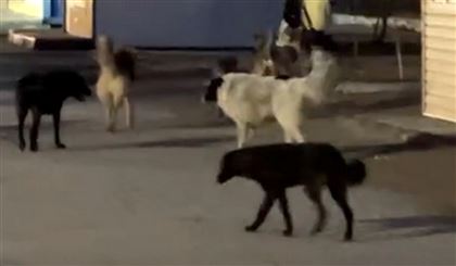 В Актау бродячие собаки держат в страхе местных жителей