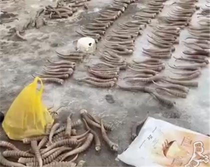 Рога сотен сайгаков прятал в сарае житель ЗКО