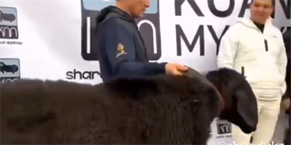 Стало известно, сколько весит самый тяжёлый баран Казахстана