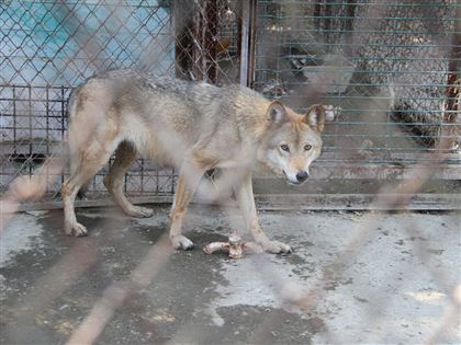В Усть-Каменогорске в зоопарке волк укусил девочку за палец