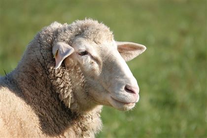Более шести тысяч овец вакцинируют от оспы из-за карантина на востоке Казахстана