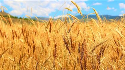 Казахстан возобновит поставки пшеницы зерновозами в Китай