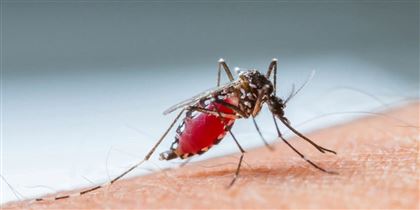 В ВОЗ предупредили о новых комарах-разносчиках инфекций