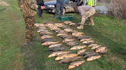 В Туркестанской области изъяли около 150 кг незаконно выловленной рыбы