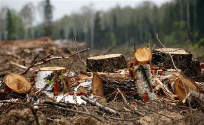 В Актобе незаконно вырубили деревья
