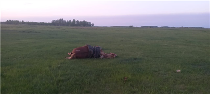 Житель СКО умер вместе с лошадью от удара молнии