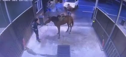 "Решили помыть своего коня на автомойке самообслуживания": видео с камер наблюдения обсуждают пользователи соцсетей