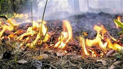 В ВКО из-за пожарной опасности ввели запрет на посещение лесов