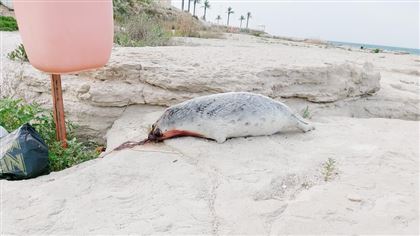 Тушу мертвого тюленя в луже крови обнаружили на набережной в Актау
