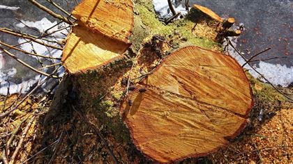 В Алматы возле одной из школ незаконно вырубили деревья
