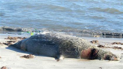 Мертвого тюленя обнаружили у берега в Актау