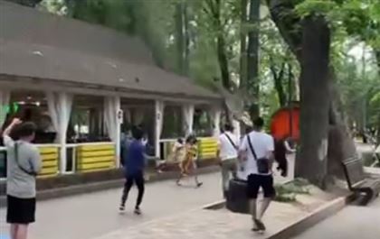 Очередной инцидент с аварийным деревом произошел в Алматы