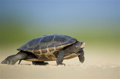 Сбежавшая черепаха нашлась через девять месяцев в том же районе