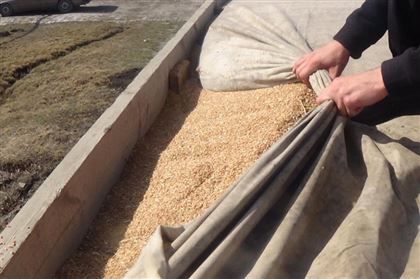 В Казахстане выявили 17 фактов кражи зерна на миллионы тенге