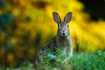 В рукописях 15 века нашли упоминания кроликов-убийц