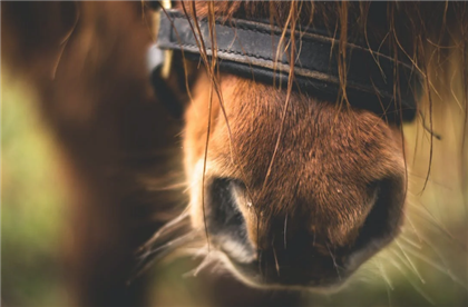 В Павлодарской области в селе на свалке обнаружили туши лошадей